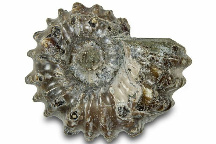 Bumpy Ammonite (Douvilleiceras) Fossil - Madagascar #308923